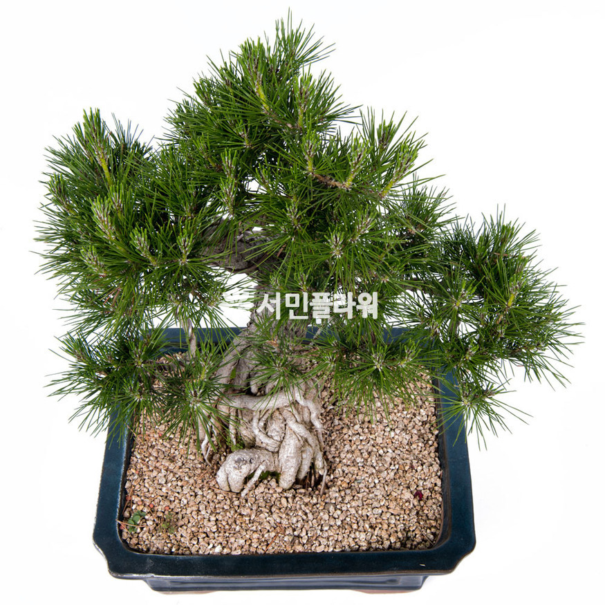 상세이미지