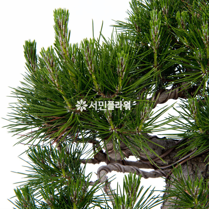 상세이미지