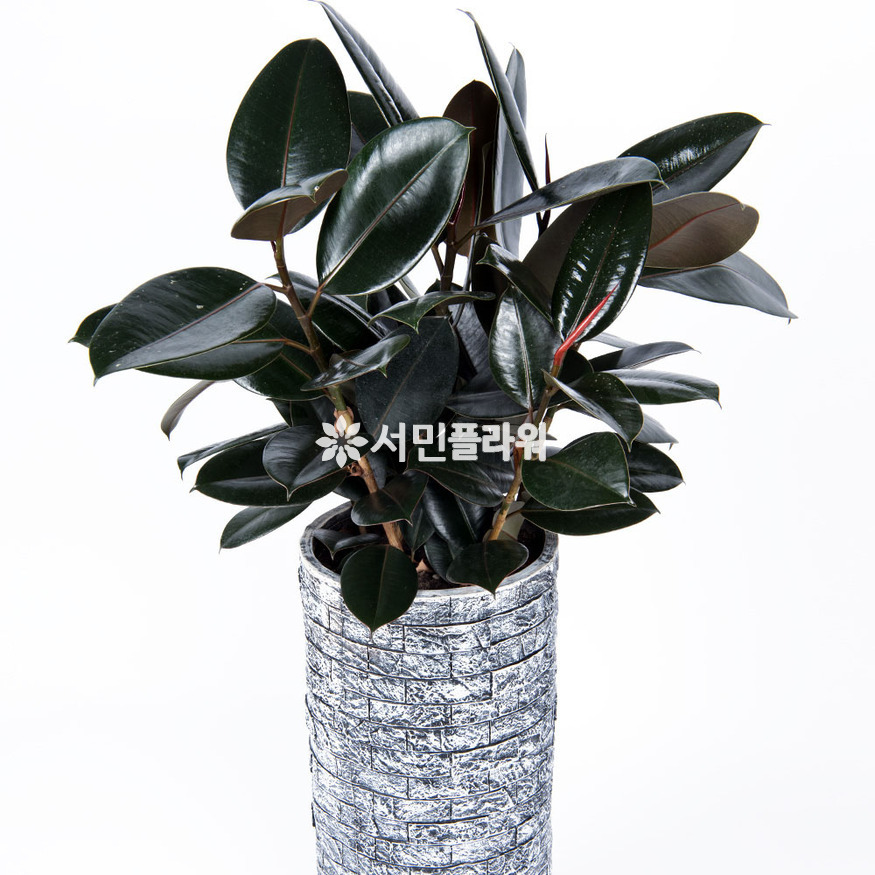 상세이미지