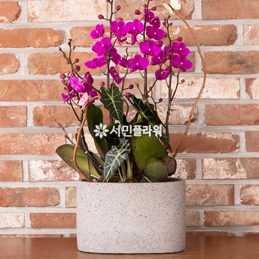 상세이미지