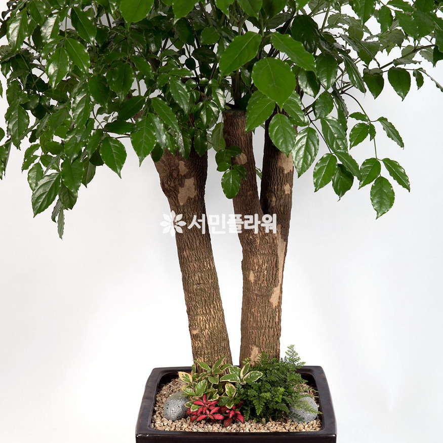 상세이미지