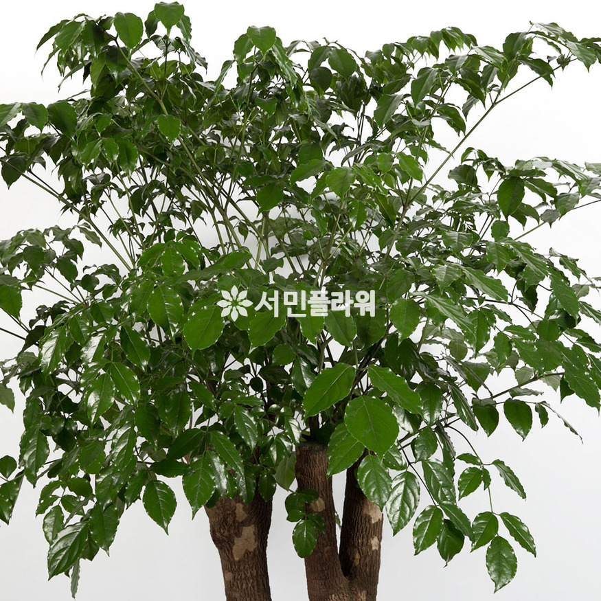 상세이미지