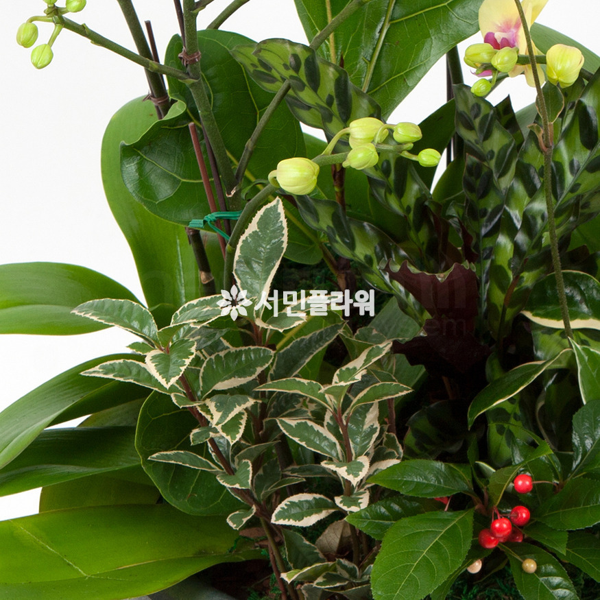 상세이미지