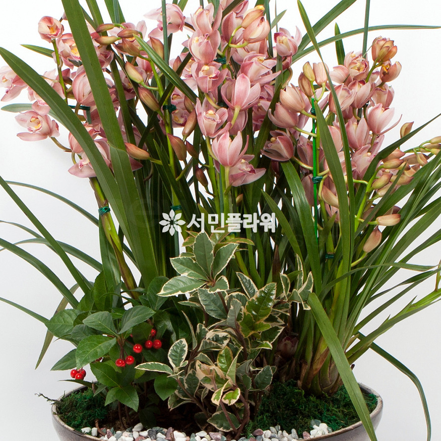 상세이미지