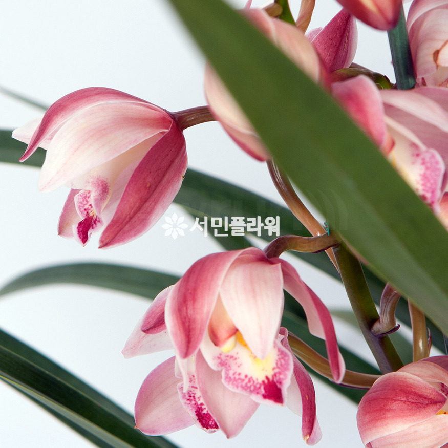 상세이미지