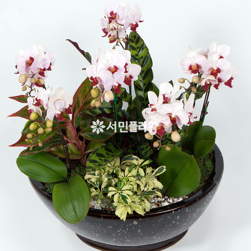 상세이미지