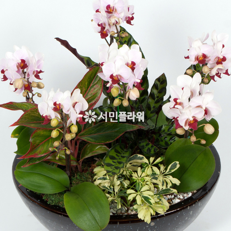 상세이미지