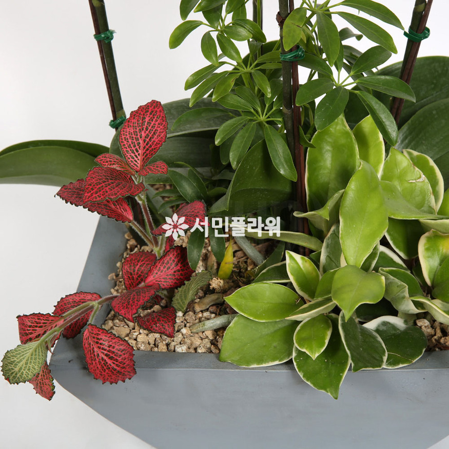 상세이미지