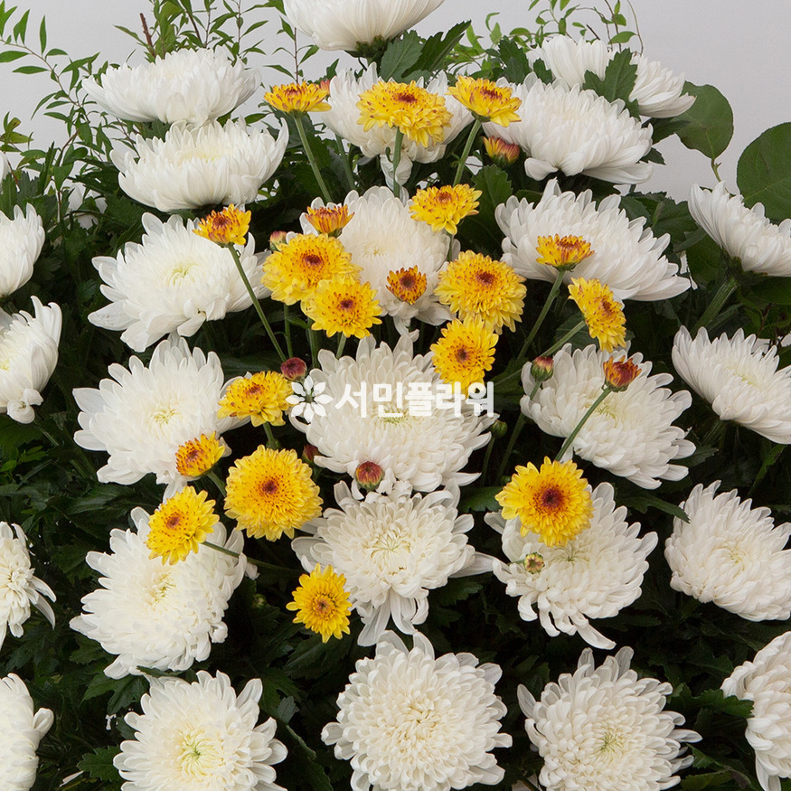 상세이미지