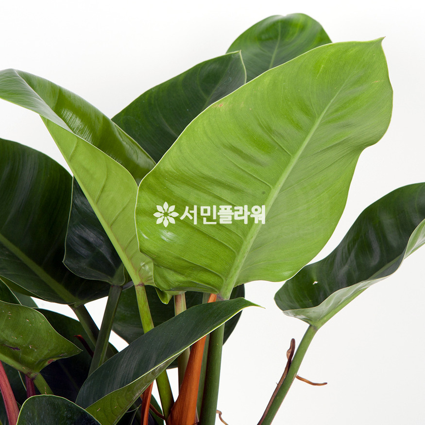 상세이미지