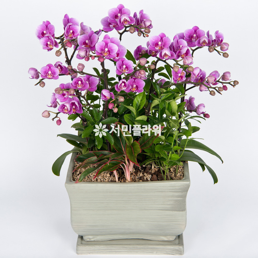 상세이미지
