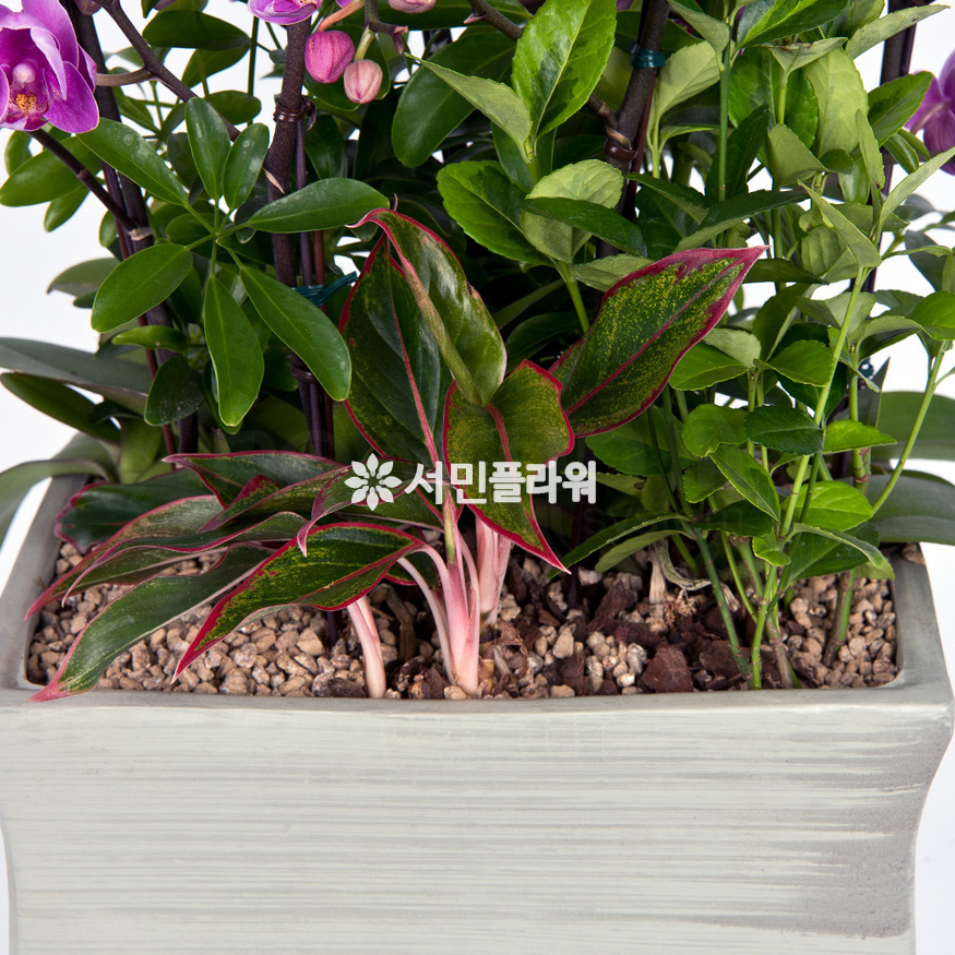 상세이미지
