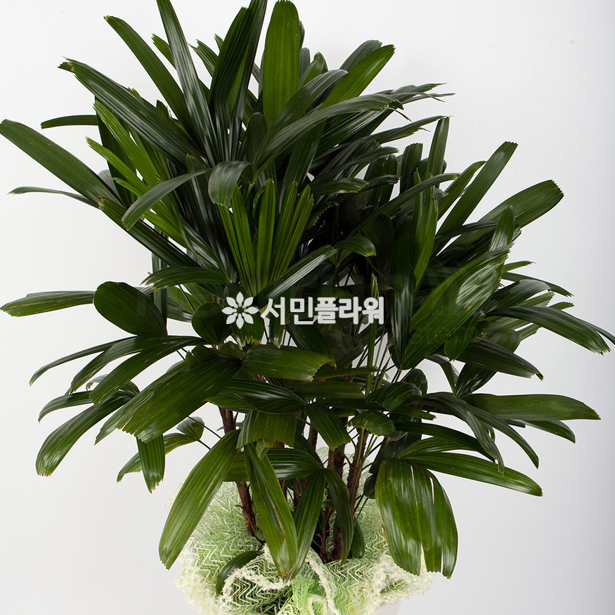 상세이미지