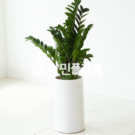 금전수 FRP화이트원형