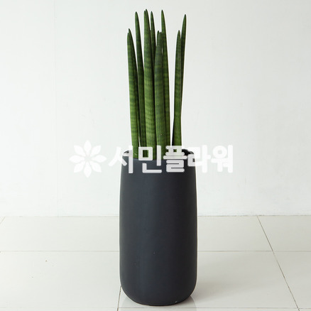스투키 FRP검정원형or흰색