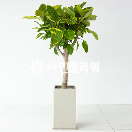 뱅갈고무나무 FRP심플화분