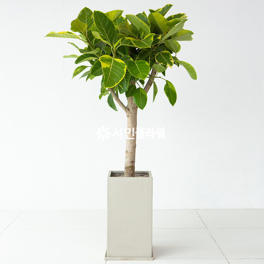 상세이미지