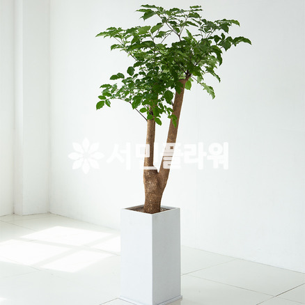 해피트리 FRP심플 사각분