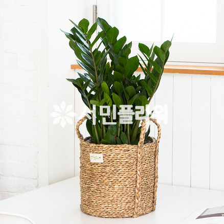 미니금전수 라탄바구니