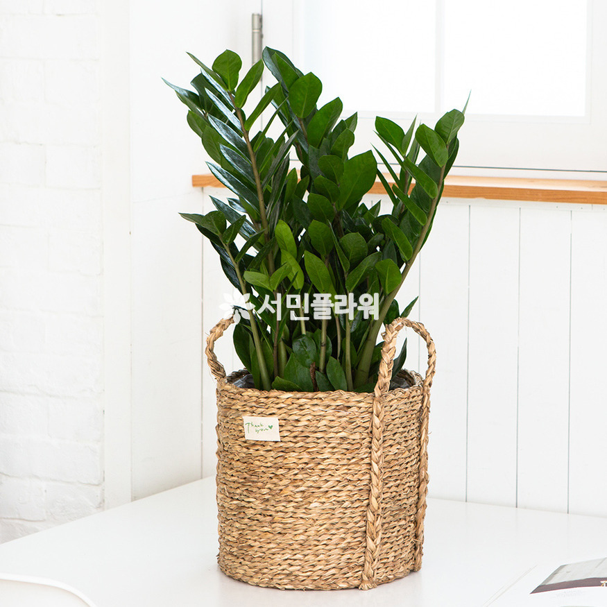 상세이미지