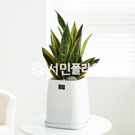 산세베리아 슈퍼바