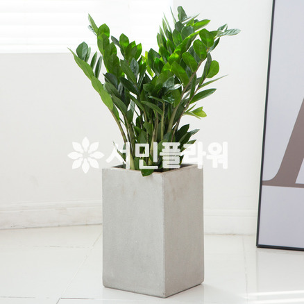 금전수 시멘트화분