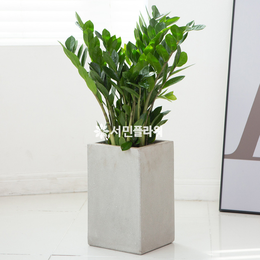 상세이미지