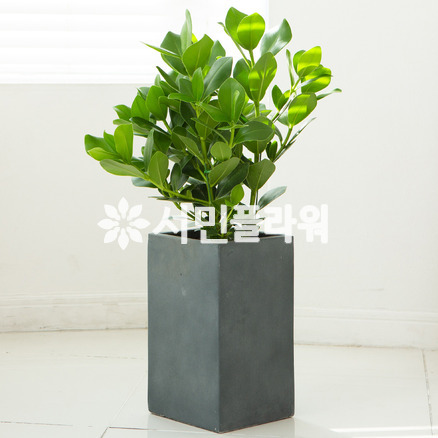 크루시아 시멘트사각분
