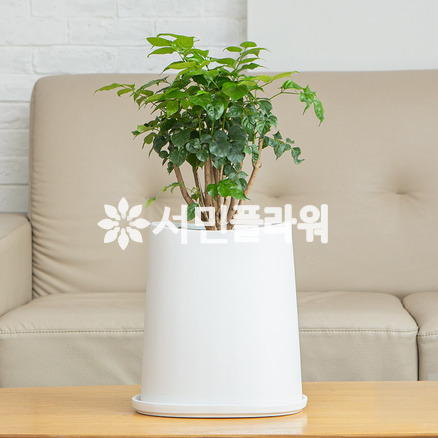 녹보수 테이블용