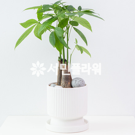 파키라 테이블용