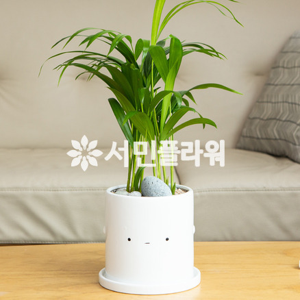 겐자야자 테이블용