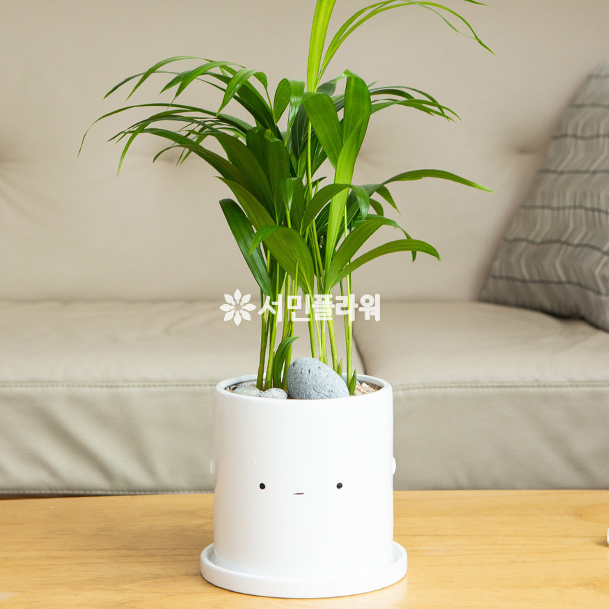상세이미지