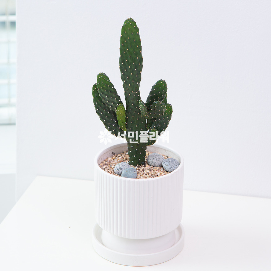 상세이미지