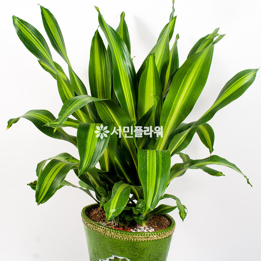 상세이미지