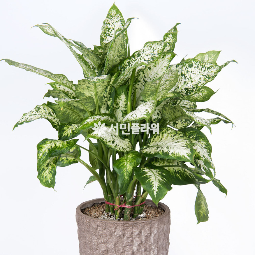 상세이미지