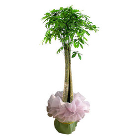파키라(화분포장) 1m 70cm 이상